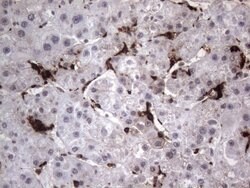 CD68 Mouse anti-Human, Clone: KP1, liquid, TrueMAB 100 &mu;L; Unconjugated:Antibodies,