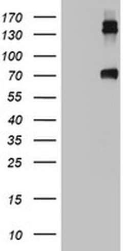 CD68 Monoclonal Antibody (OTI2H10), TrueMAB , OriGene:Antibodies:Primary