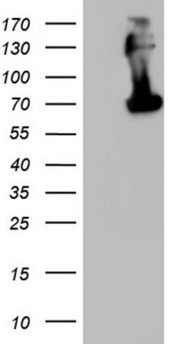 CD68 Mouse anti-Human, Clone: OTI2B7, lyophilized, TrueMAB 100 &mu;g; Unconjugated:Antibodies,