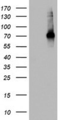 CD68 Mouse anti-Human, Clone: OTI8A4, lyophilized, TrueMAB 100 &mu;g; Unconjugated:Antibodies,