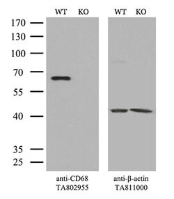 CD68 Mouse anti-Human, Clone: OTI8A4, lyophilized, TrueMAB 100 &mu;g; Unconjugated:Antibodies,