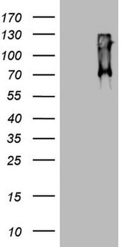 CD68 Monoclonal Antibody (OTI12A3), TrueMAB , OriGene:Antibodies:Primary