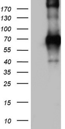 CD68 Mouse anti-Human, Clone: OTI6D3, lyophilized, TrueMAB 100 &mu;g; Unconjugated:Antibodies,