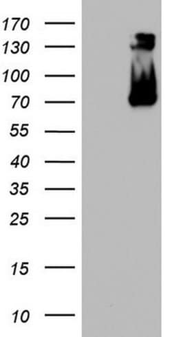 CD68 Monoclonal Antibody (OTI4D8), TrueMAB , OriGene:Antibodies:Primary