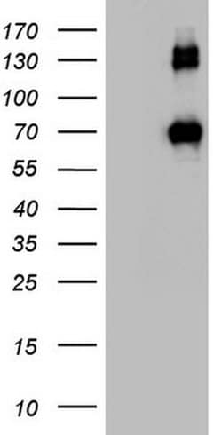 CD68 Monoclonal Antibody (OTI6C3), TrueMAB , OriGene:Antibodies:Primary