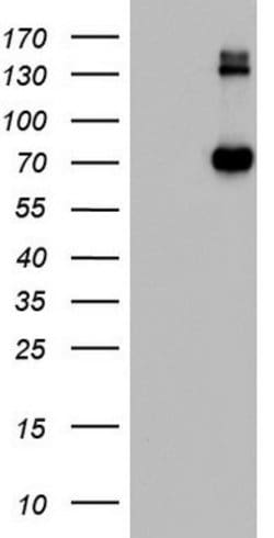 CD68 Mouse anti-Human, Clone: OTI12C6, lyophilized, TrueMAB 100 &mu;g;