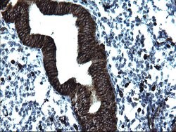 CD74 Monoclonal Antibody (OTI1H3), TrueMAB , OriGene 100 &mu;L; Unconjugated:Antibodies,