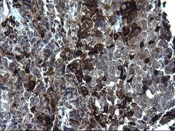 CD74 Monoclonal Antibody (OTI1H3), TrueMAB , OriGene 100 &mu;L; Unconjugated:Antibodies,