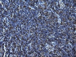 CD74 Monoclonal Antibody (OTI1H3), TrueMAB , OriGene 100 &mu;L; Unconjugated:Antibodies,