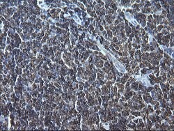 CD74 Monoclonal Antibody (OTI1H3), TrueMAB , OriGene 100 &mu;L; Unconjugated:Antibodies,