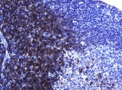 CD79A Monoclonal Antibody (OTI5E2), TrueMAB , OriGene 30 &mu;L; Unconjugated:Antibodies,