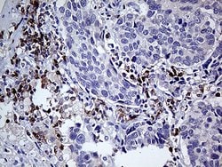 CD79B Monoclonal Antibody (OTI9H8), TrueMAB , OriGene 100 &mu;L; Unconjugated:Antibodies,