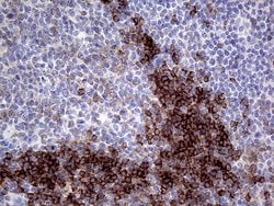 CD79B Monoclonal Antibody (OTI9G1), TrueMAB , OriGene 100 &mu;L | Buy Online | Origene Technologies | Fisher Scientific