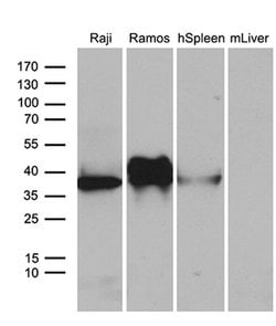CD79B Monoclonal Antibody (OTI9H8), TrueMAB , OriGene 100 &mu;L; Unconjugated:Antibodies,