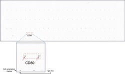 CD80 Mouse anti-Human, Clone: UMAB65, liquid, UltraMAB 30 &mu;L; Unconjugated:Antibodies,