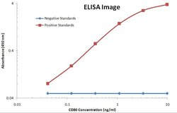CD80 Monoclonal Antibody (OTI11G5), TrueMAB , OriGene 100 &mu;L; Unconjugated:Antibodies,