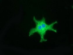 CD80 Mouse anti-Human, Clone: OTI2B11, lyophilized, TrueMAB 100 &mu;g;