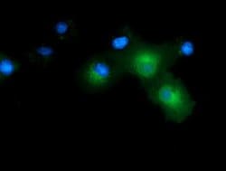 CD80 Monoclonal Antibody (OTI7E4), TrueMAB , OriGene 30 &mu;L; Unconjugated:Antibodies,