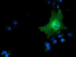 CD80 Monoclonal Antibody (OTI7H7), TrueMAB , OriGene:Antibodies:Primary