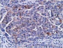 CD80 Mouse anti-Human, Clone: OTI2B11, lyophilized, TrueMAB 100 &mu;g;