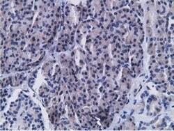 CD80 Mouse anti-Human, Clone: OTI2B11, lyophilized, TrueMAB 100 &mu;g;