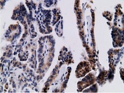 CD80 Mouse anti-Human, Clone: OTI2B11, lyophilized, TrueMAB 100 &mu;g;