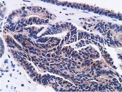 CD80 Mouse anti-Human, Clone: OTI2B11, lyophilized, TrueMAB 100 &mu;g;
