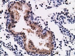 CD80 Mouse anti-Human, Clone: OTI2B11, lyophilized, TrueMAB 100 &mu;g;