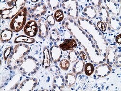 CD80 Mouse anti-Human, Clone: OTI2B11, lyophilized, TrueMAB 100 &mu;g;