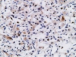 CD80 Mouse anti-Human, Clone: OTI2B11, lyophilized, TrueMAB 100 &mu;g;