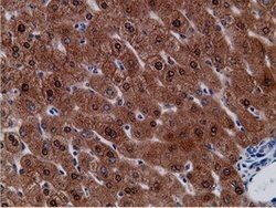 CD80 Mouse anti-Human, Clone: OTI2B11, lyophilized, TrueMAB 100 &mu;g;