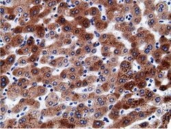 CD80 Mouse anti-Human, Clone: OTI2H1, lyophilized, TrueMAB 100 &mu;g; Unconjugated:Antibodies,