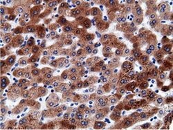 CD80 Monoclonal Antibody (OTI2H1), TrueMAB , OriGene:Antibodies:Primary