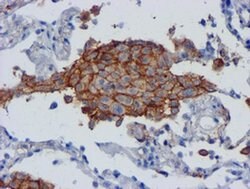 CD80 Monoclonal Antibody (OTI3F1), TrueMAB , OriGene 30 &mu;L; Unconjugated:Antibodies,