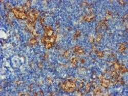 CD80 Monoclonal Antibody (OTI3F1), TrueMAB , OriGene 30 &mu;L; Unconjugated:Antibodies,