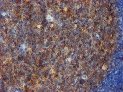 CD80 Mouse anti-Human, Clone: OTI3F1, lyophilized, TrueMAB 100 &mu;g; Unconjugated:Antibodies,