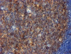 CD80 Monoclonal Antibody (OTI3F1), TrueMAB , OriGene 30 &mu;L; Unconjugated:Antibodies,
