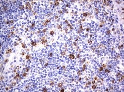 CD80 Mouse anti-Human, Clone: UMAB65, liquid, UltraMAB 30 &mu;L; Unconjugated:Antibodies,