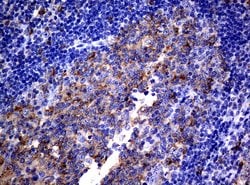 CD80 Mouse anti-Human, Clone: UMAB65, liquid, UltraMAB 30 &mu;L; Unconjugated:Antibodies,