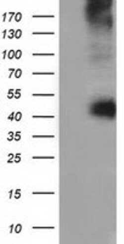 CD80 Mouse anti-Human, Clone: OTI2B11, lyophilized, TrueMAB 100 &mu;g;