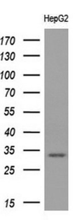 CD80 Mouse anti-Human, Clone: OTI2B11, lyophilized, TrueMAB 100 &mu;g;