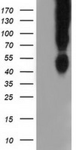 CD80 Monoclonal Antibody (OTI2H1), TrueMAB , OriGene:Antibodies:Primary