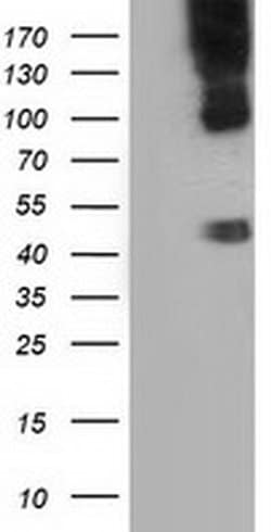 CD80 Monoclonal Antibody (OTI7E4), TrueMAB , OriGene 30 &mu;L; Unconjugated:Antibodies,