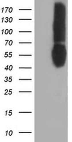 CD80 Monoclonal Antibody (OTI3F1), TrueMAB , OriGene 30 &mu;L; Unconjugated:Antibodies,