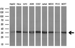 CD80 Monoclonal Antibody (OTI3F1), TrueMAB , OriGene 30 &mu;L; Unconjugated:Antibodies,