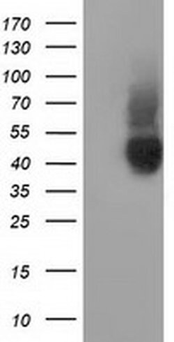 CD80 Monoclonal Antibody (OTI10D8), TrueMAB , OriGene 100 &mu;L; Unconjugated:Antibodies,