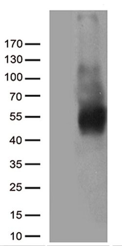CD80 Monoclonal Antibody (OTI7D6), TrueMAB , OriGene 100 &mu;L; Unconjugated:Antibodies,