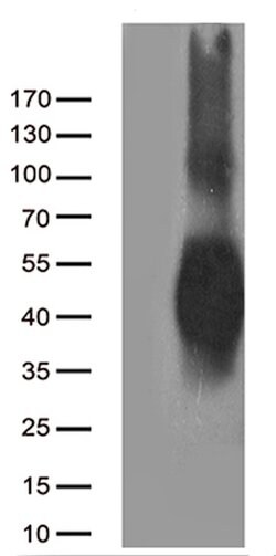 CD80 Monoclonal Antibody (OTI1G9), TrueMAB , OriGene 100 &mu;L; Unconjugated:Antibodies,