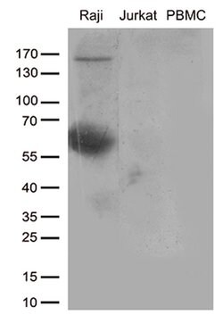 CD80 Monoclonal Antibody (OTI1G9), TrueMAB , OriGene 100 &mu;L; Unconjugated:Antibodies,