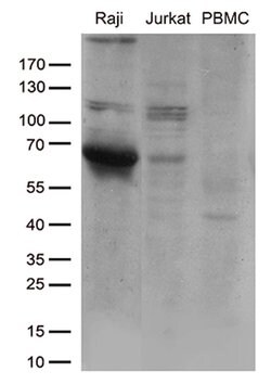 CD80 Monoclonal Antibody (OTI11G5), TrueMAB , OriGene 100 &mu;L; Unconjugated:Antibodies,